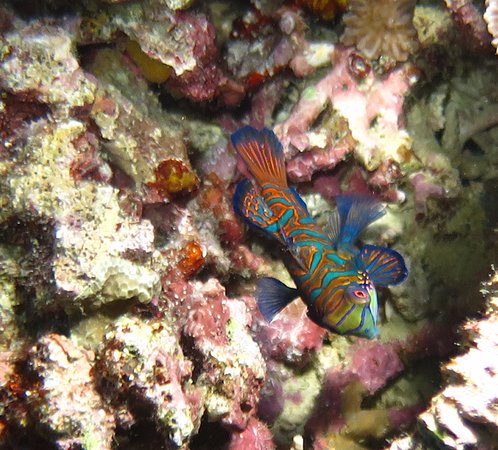 Mandarin Fish - Anda, Bohol Philippines Scuba Diving