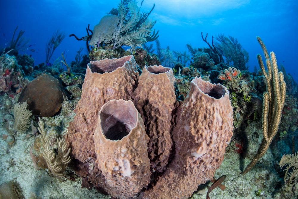 Martinique Barrel Sponges