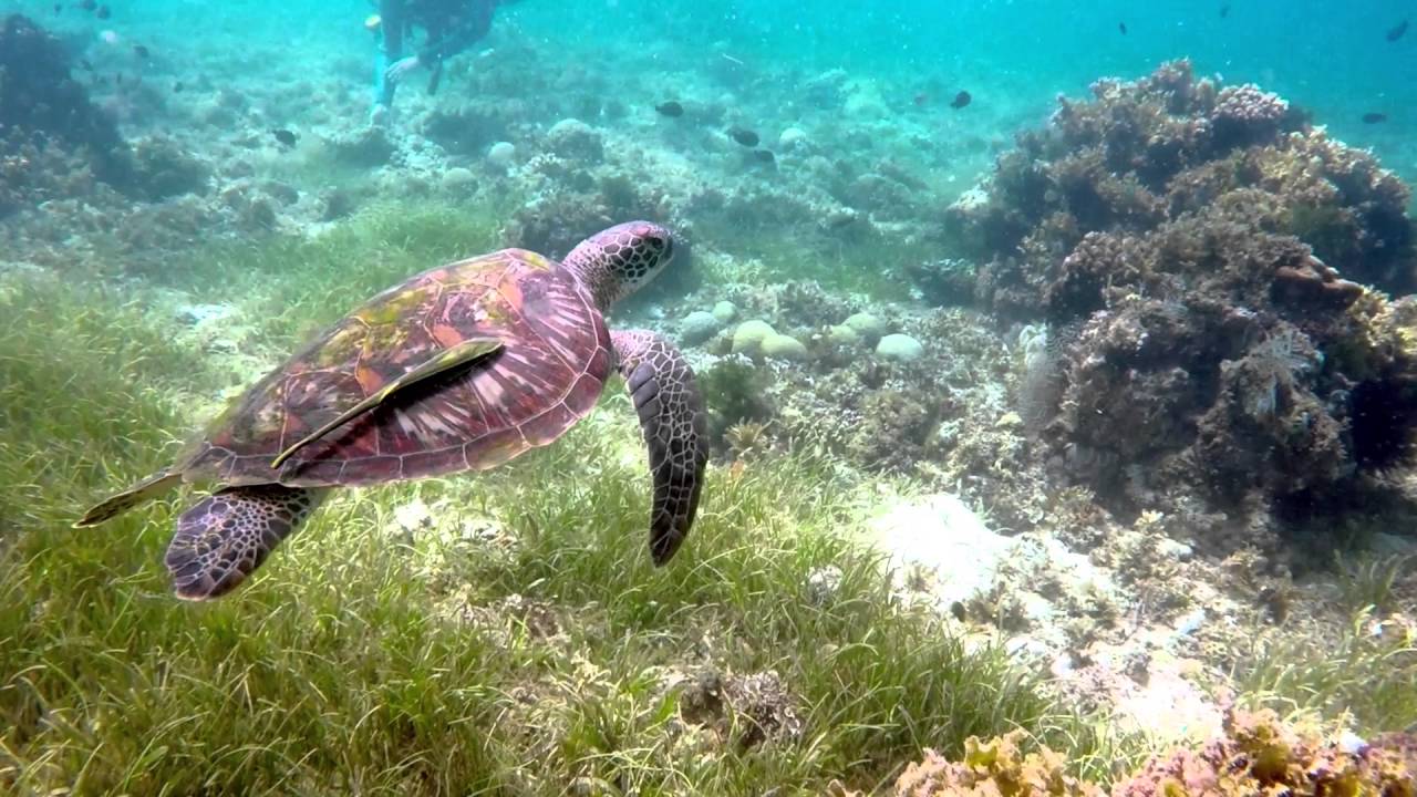 Cabilao Island Hawksbill Turtle Philippines Scuba Diving