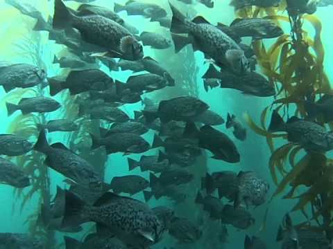 Point Lobos Scuba Diving