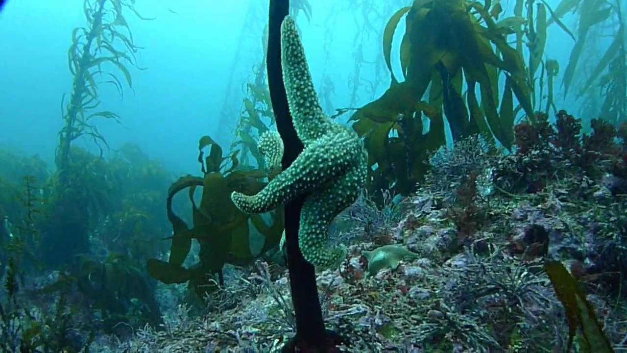 Carmel Bay, California Reef Scene