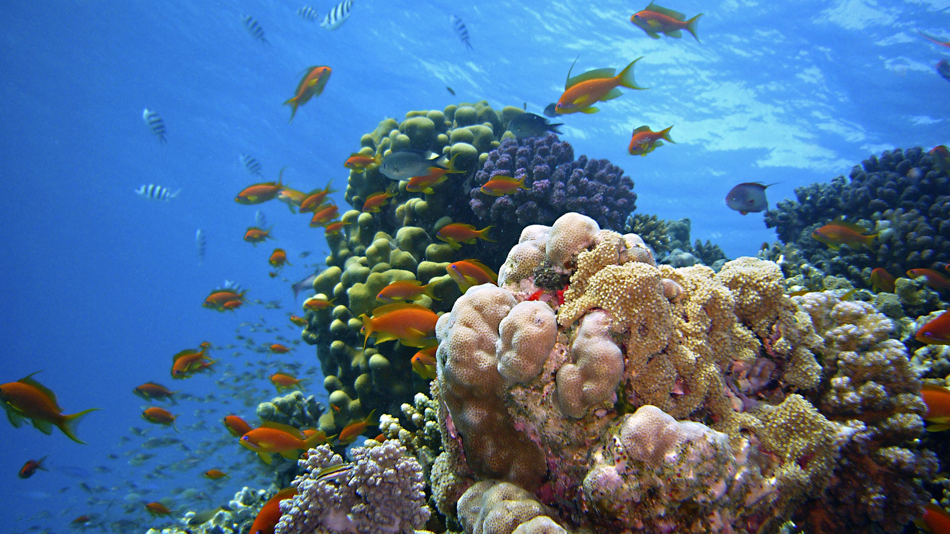 Boracay Scuba Diving Scenery Philippines Scuba Diving