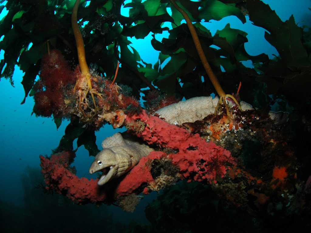 Moray Eel - Poor Knights Islands, New Zealand