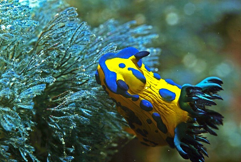 Nudibranch - Poor Knights Islands, New Zealand