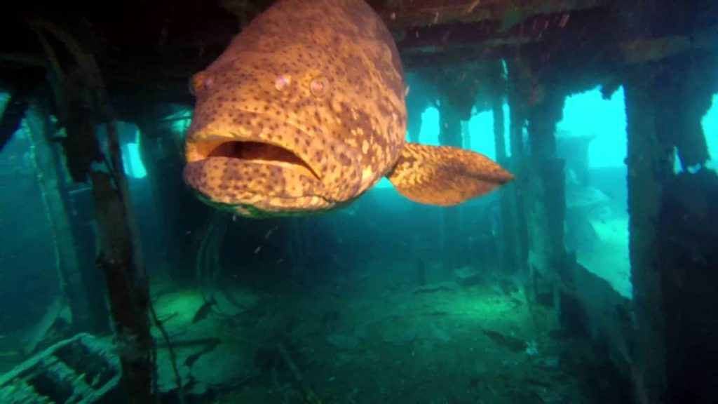 USS Accokeek - Goliath Grouper Panama City Florida