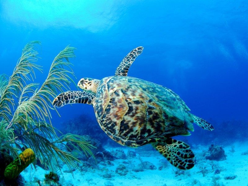 Hawksbill Turtle - Barbados