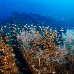 MV Chief Dragon Wreck - Sri Lanka
