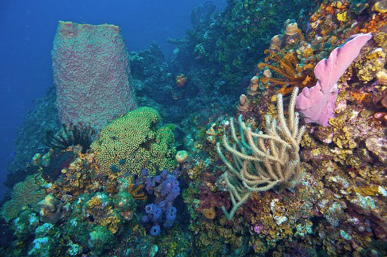 Dominica Coral Reef