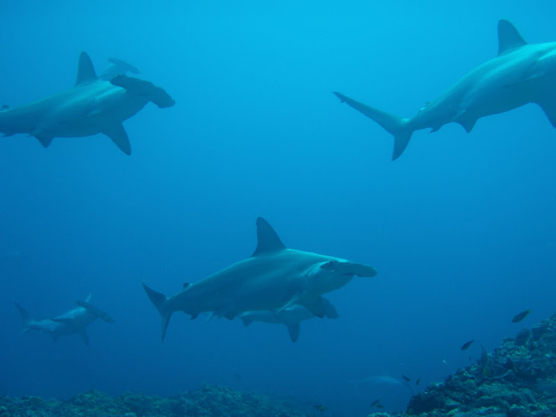 Scalloped Hammerheads - Green Island, Taiwan