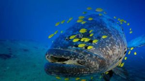 Los Roques Grouper Venezuela