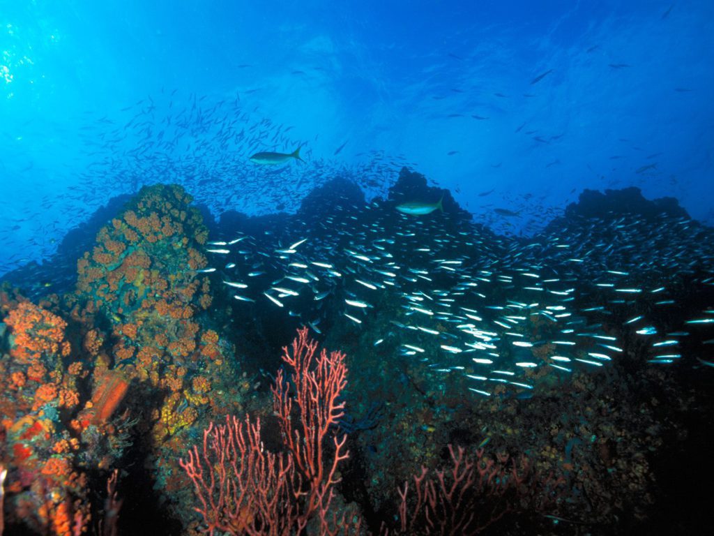 Los Roques Reef Venezuela