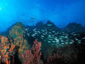 Los Roques Reef Venezuela