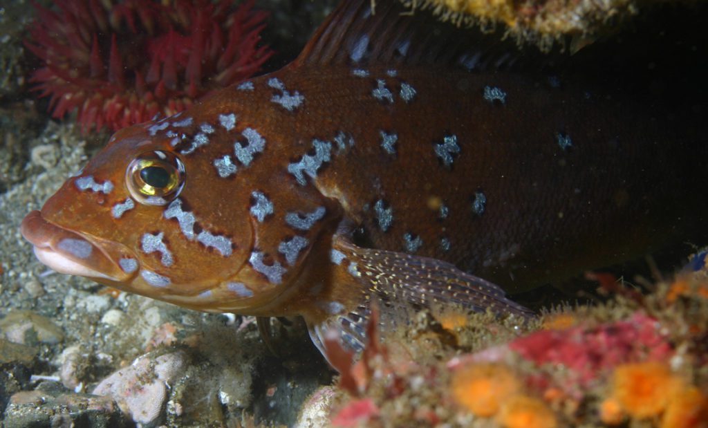 San Juan Islands - Greenling