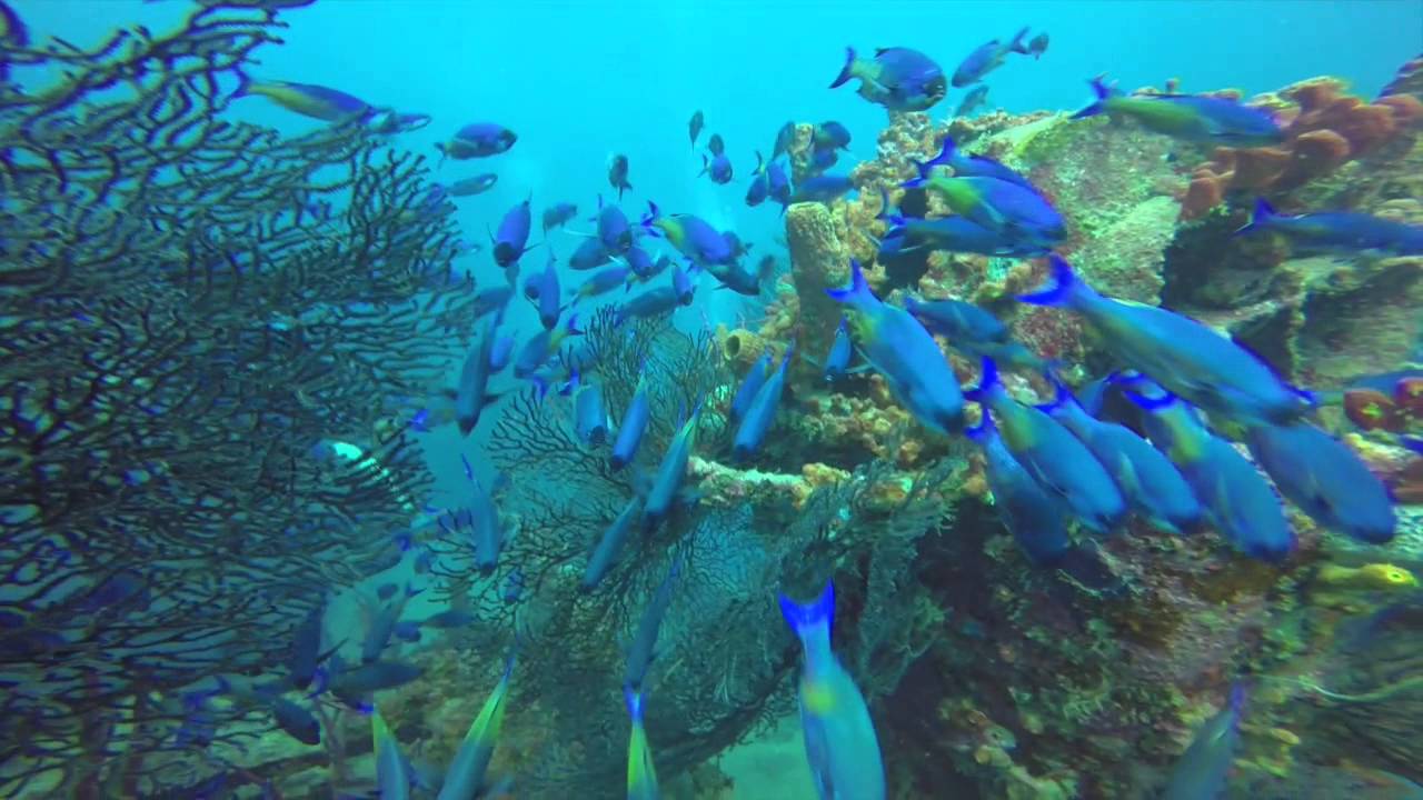 SS Stavronikita - Barbados Shipwreck