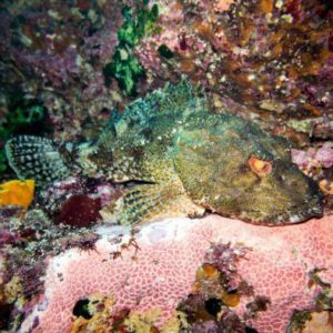 Stonefish - Poor Knights Islands, New Zealand