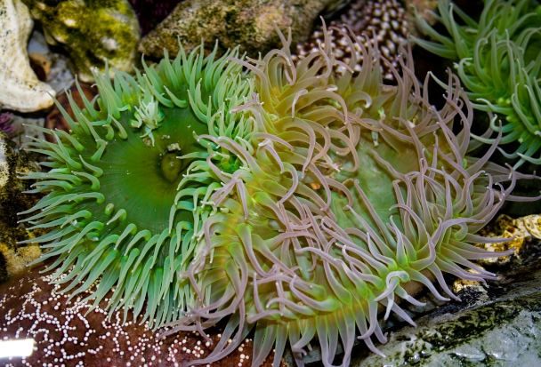 San Juan Islands - Tidal Pool Anemones