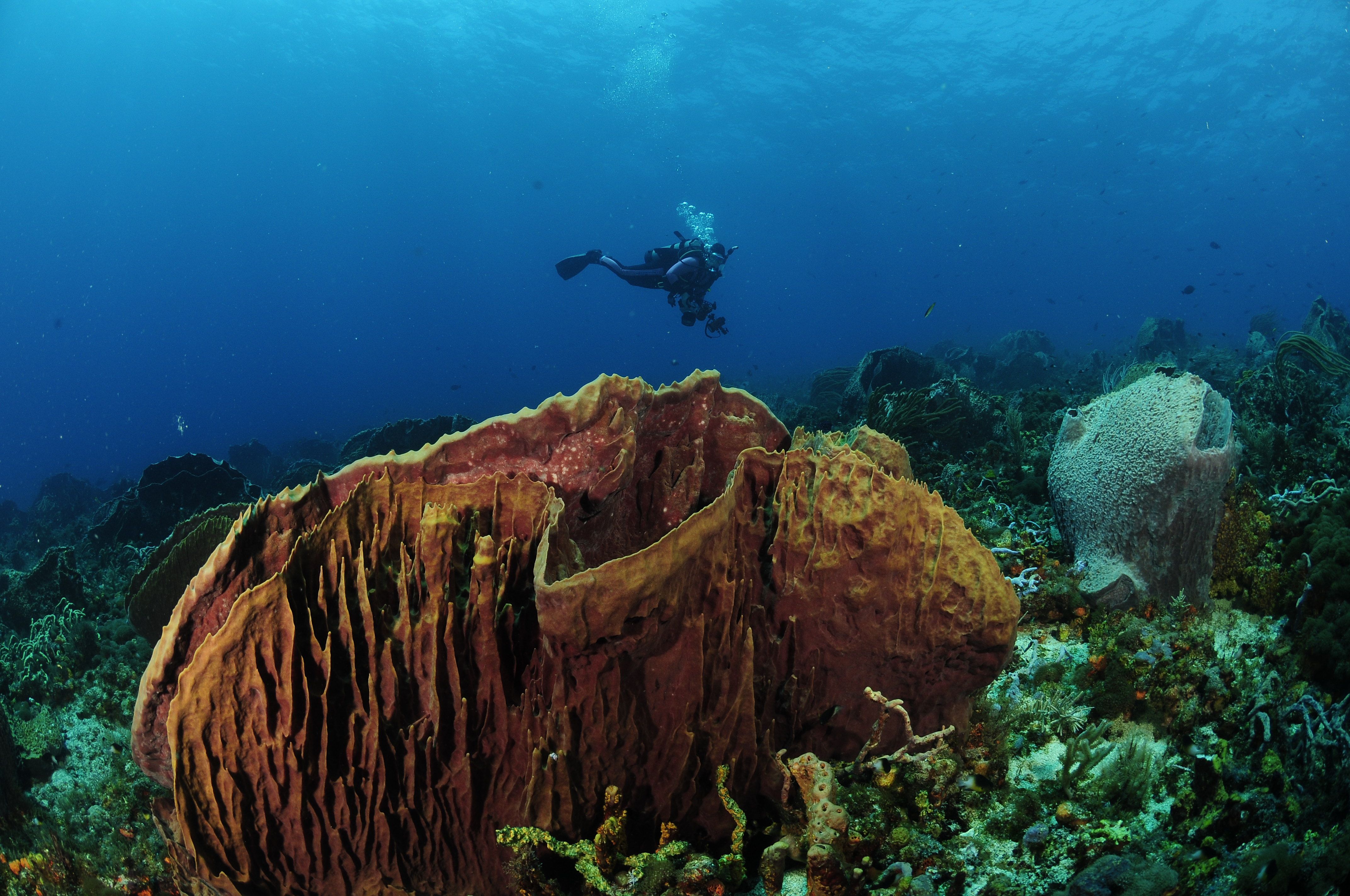 Tobago Barrel Sponge