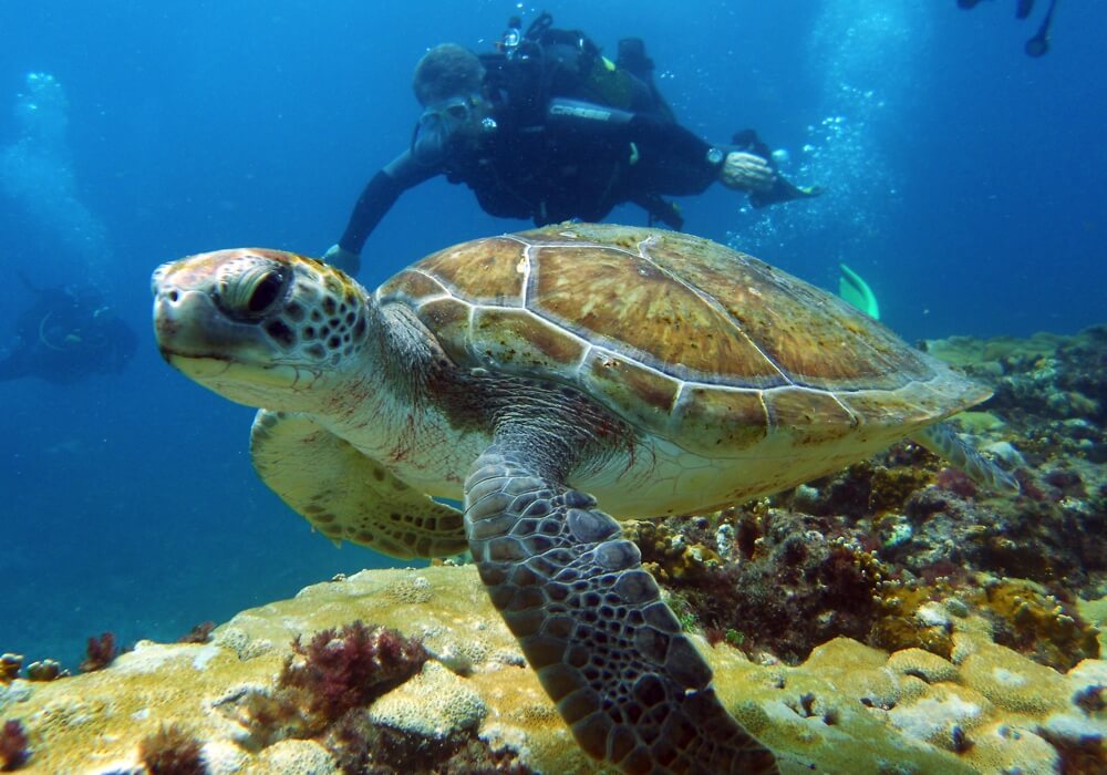 Cape Verde - Loggerhead Turtle