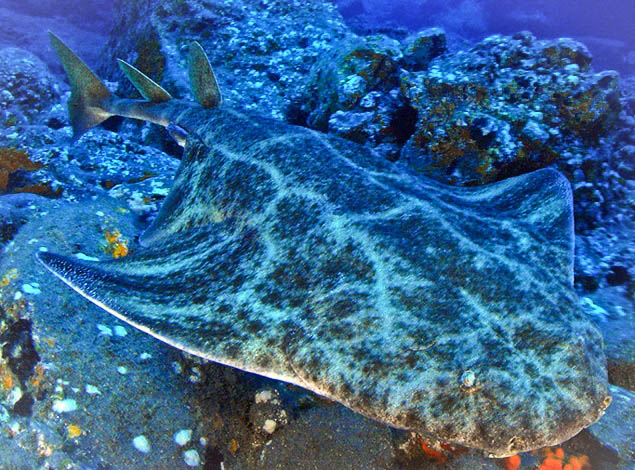 Canary Islands - Angel Shark