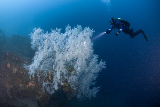 Milford Sound Black Coral