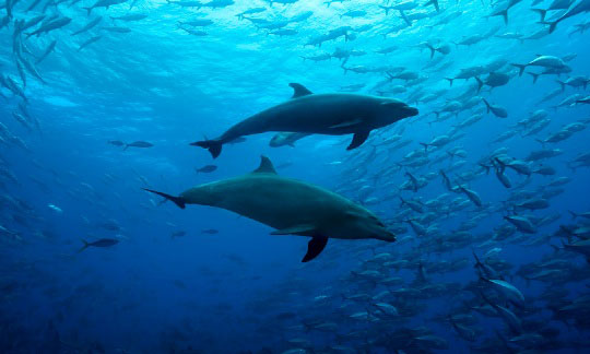 Cocos Island Dolphins