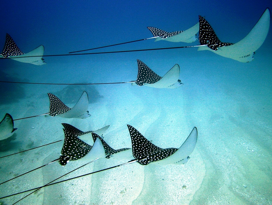 Fernando de Noronho Eagle Rays