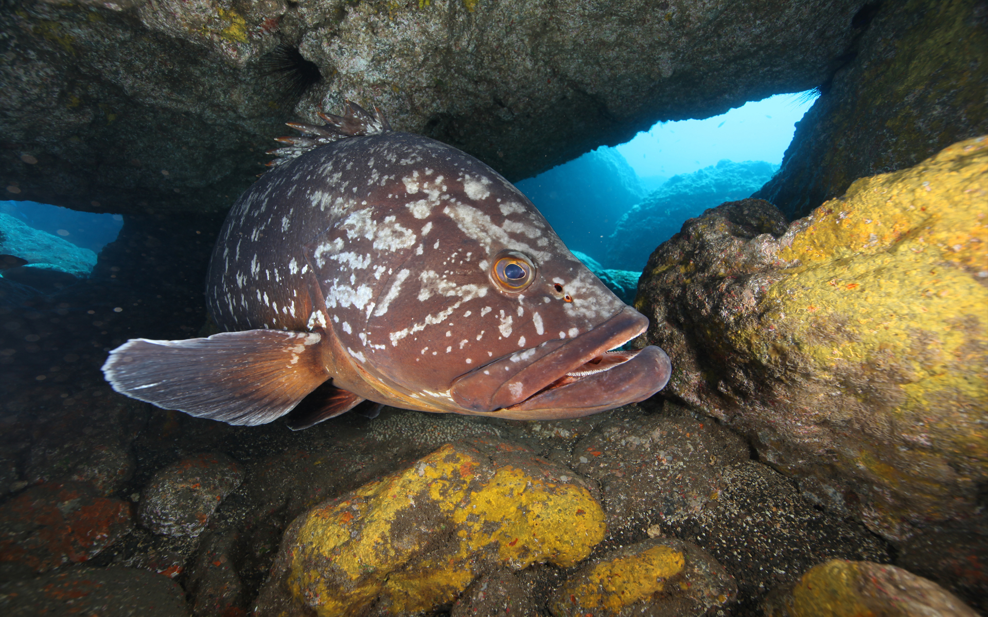 Madeira Islands Grouper