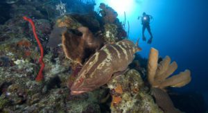 Cayman Islands Grouper