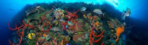Little Cayman - Coral Reef Scene