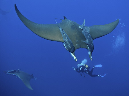 Azores - Mobula Rays