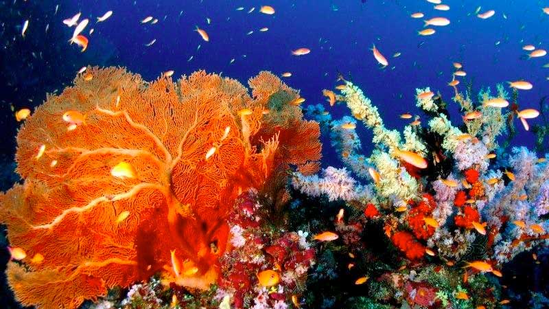 Pulau Weh Coral Reef