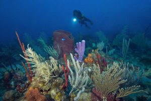 Turks and Caicos Coral Reef
