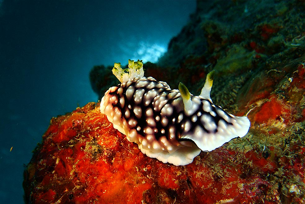 Tioman Island Nudibranch