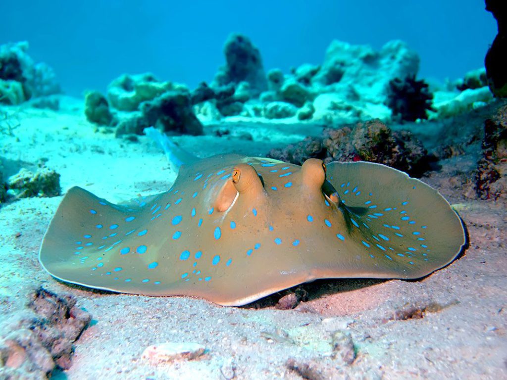 Bluespotted Stingray - Zanzibar