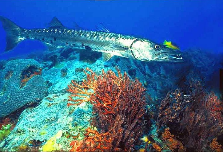 Puerto Rico - Barracuda