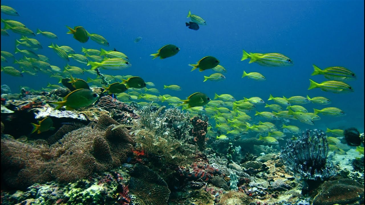 Reef Scene - Puerto Princesa, Palawan, Philippines