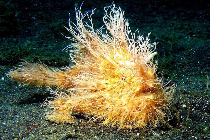 Hairy Frogfish - Bunaken, Indonesia Liveaboard Diving