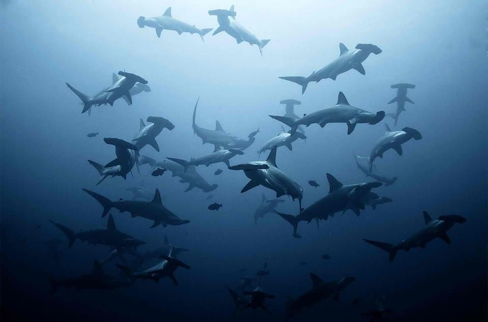 Malapascua Hammerheads