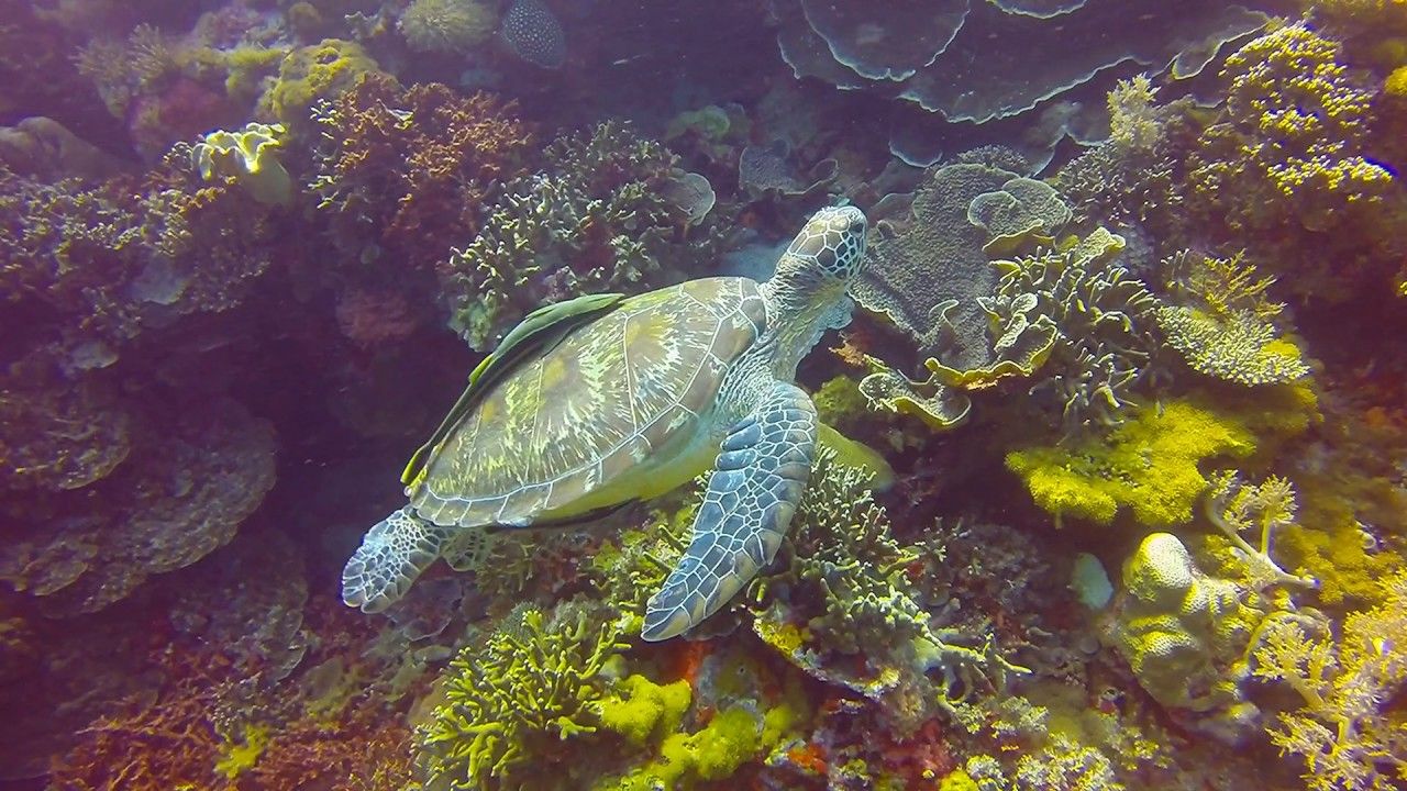 Green Turtle - Katipanan Wall, Apo Island Dumaguete Scuba Diving