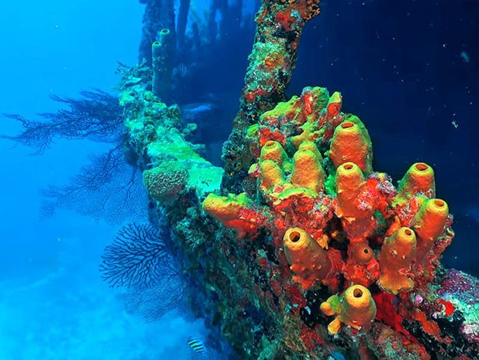 Lesleen M Wreck - St. Lucia Scuba Diving