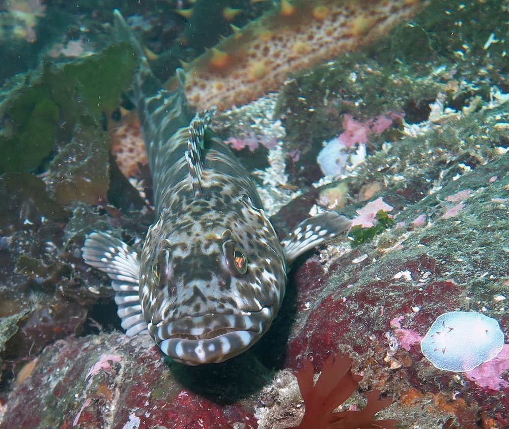 Howe Sound - Ling Cod British Columbia Scuba Diving