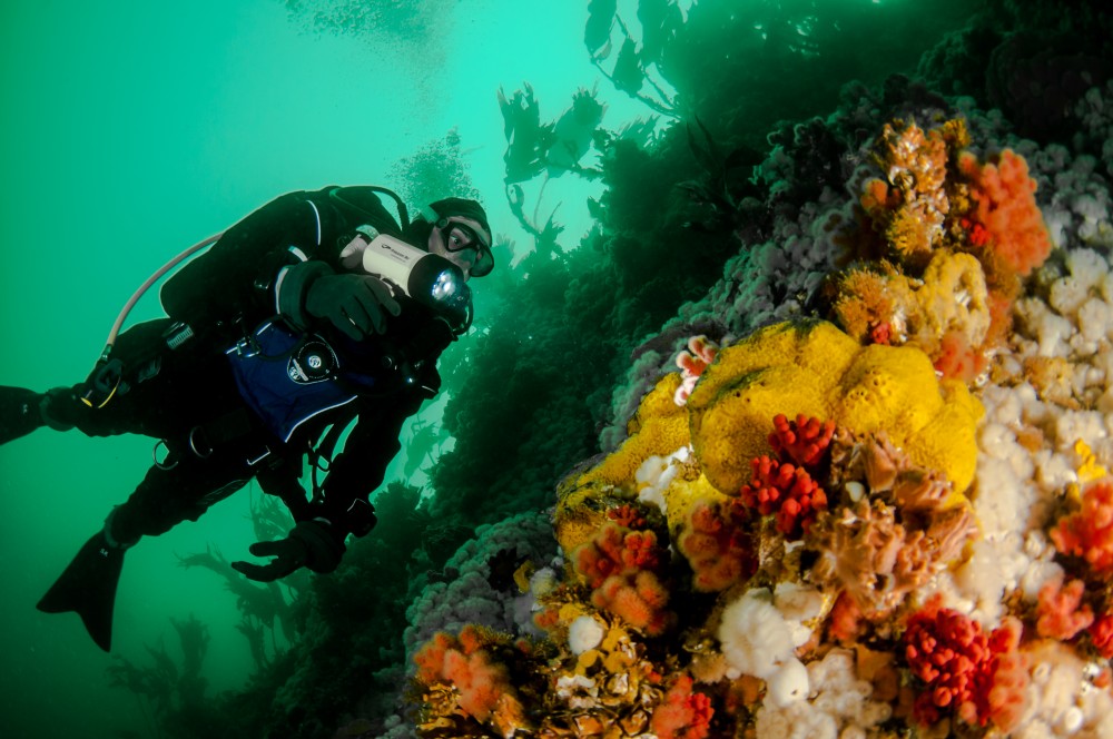 Browning Pass - Scuba Diving Nanaimo British Columbia