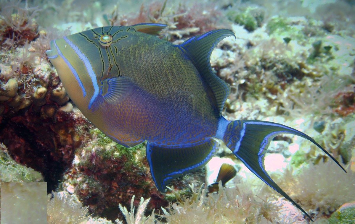 Queen Triggerfish - Cozumel, Mexico