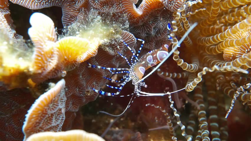 Spotted Cleaner Shrimp - St. Vincent and the Grenadines