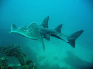 Mozambique - Bowmouth Guitar Shark