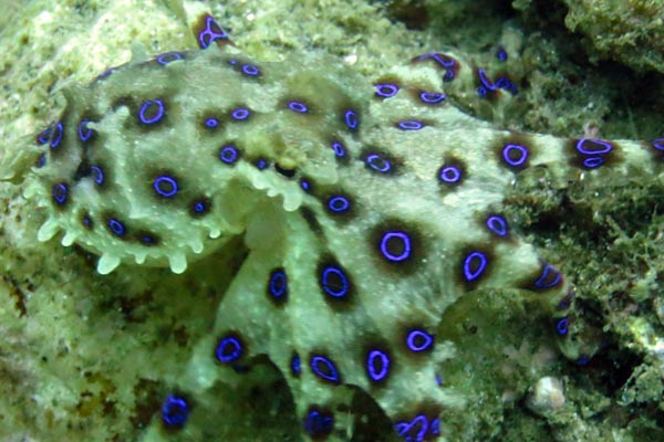 Bluering Octopus - Romblon, Philippine