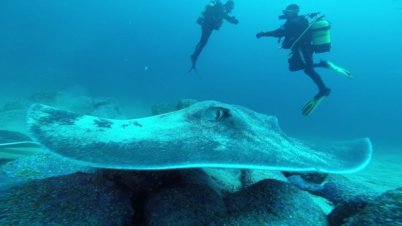 Stingray - Dakar, Senegal