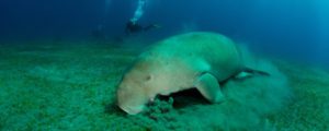 Mozambique - Dugong