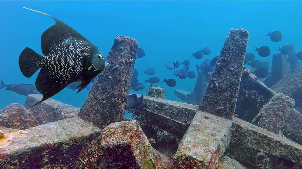 French Angelfish & Erojacks - Fort Lauderdale, Florida