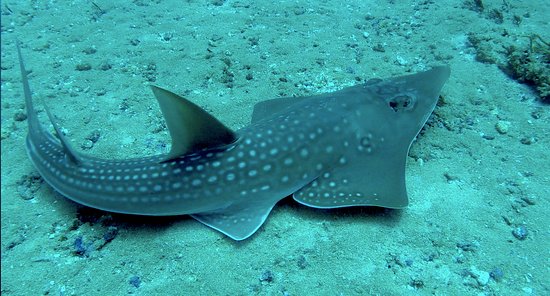 Giant Sand Shark - Protea Banks, South Africa